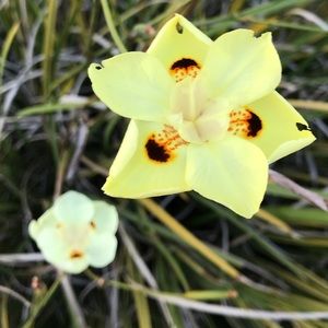 Meet your Posher, Eda